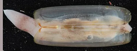 jackknife clam: common name for several species of saltwater shellfish in the family Solenidae; also known as razor...
