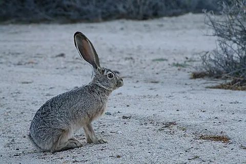jackrabbit: any of several large North American hares of the genus Lepus