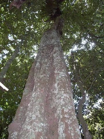 jackwood: any member of the species Cryptocarya glaucescens of rainforest trees of eastern Australia whose...