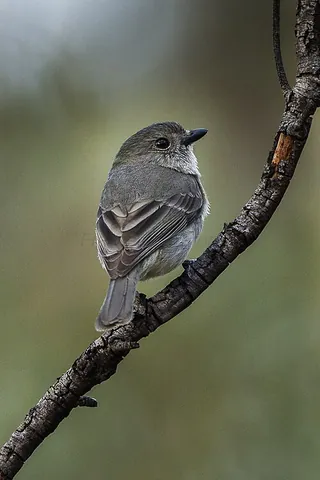 jacky winter: a bird (Microeca fascinans) in the Australasian robin family Petroicidae