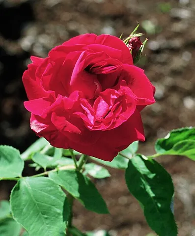 jacqueminot: a variety of rose with a deep crimson color