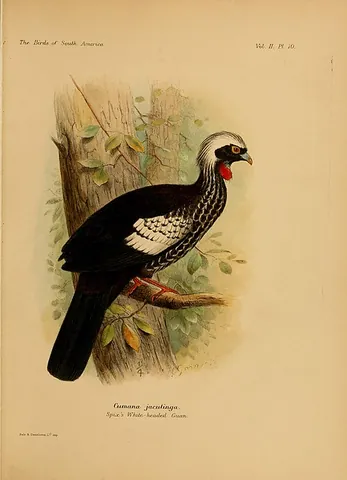 jacutinga: a black-fronted piping guan (Pipile jacutinga)