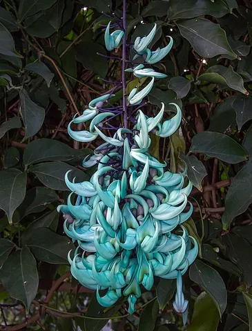 jade vine: strongylodon macrobotrys, a leguminous perennial liana endemic to the tropical forests of the...