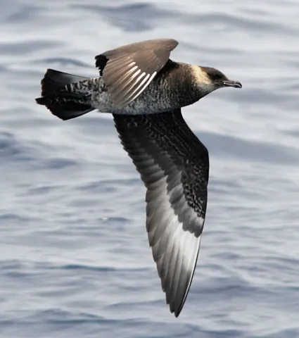 jaeger: any of three seabirds in the skua genus Stercorarius