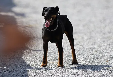 jagdterrier: a type of working terrier, originating in Germany, that is used for hunting quarry both above and...
