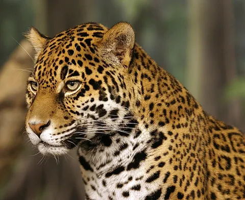 jaguar: a carnivorous spotted large cat native to South and Central America, Panthera onca