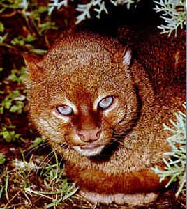 jaguarundi: a medium-sized Central and South American wild cat, Herpailurus yagouaroundi