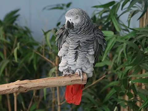 jako: an African grey parrot, Psittacus erithacus, commonly kept as a cage bird