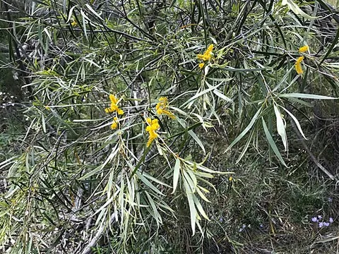 jam-tree: acacia acuminata, a flowering tree species from Australia