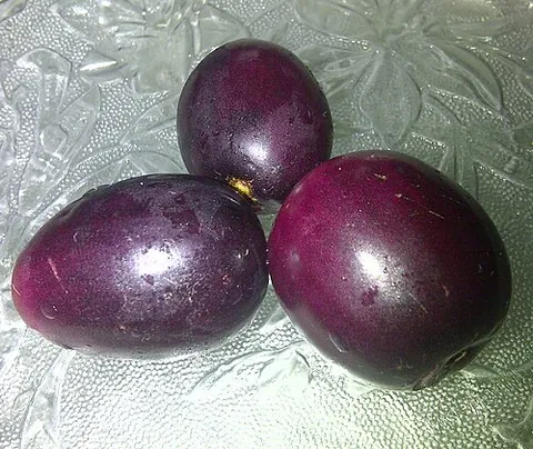 jambul: an evergreen tropical tree, Syzygium cumini