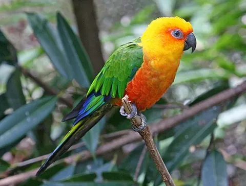 jandaya: aratinga jandaya, a small neotropical parrot with green wings and tail, reddish-orange body, yellow...