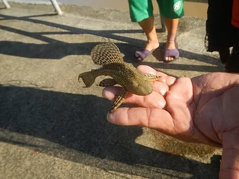 janitor fish: a pleco, pleco fish or plec: Any of several South and Central American fish, of the family...