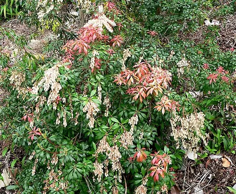 japanese andromeda: a plant, Pieris japonica, native to eastern China, Taiwan, and Japan where it grows in mountain...