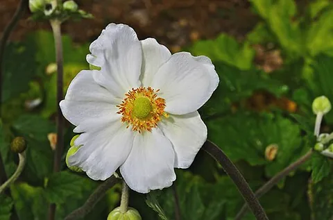 japanese anemone: an autumn-blooming Asian anemone, Anemone hupehensis var. japonica, grown in cooler climates for...