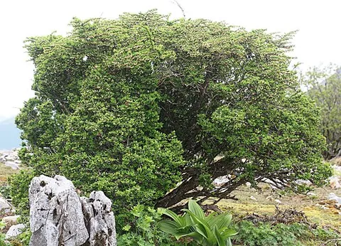 japanese barberry: berberis thunbergii, a species of flowering tree found in Japan