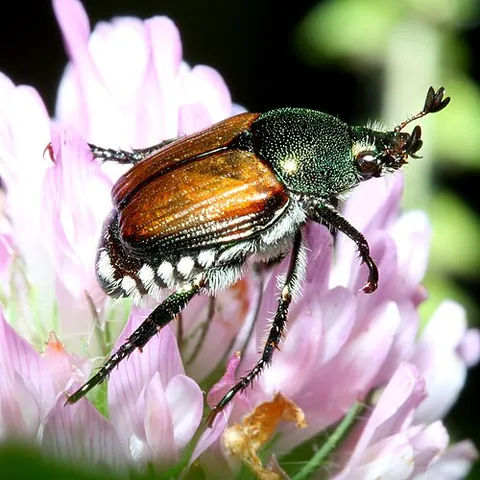 japanese beetle: a beetle of species Popillia japonica, with iridescent copper-colored elytra and green thorax and...