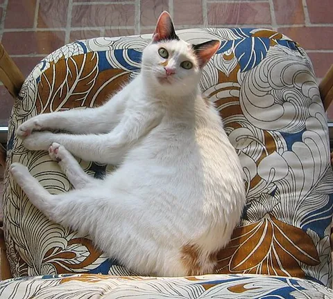 japanese bobtail: a domestic cat of a particular breed with a short bobbed tail like that of a rabbit