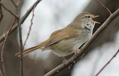 japanese bush warbler: a songbird, Horornis diphone