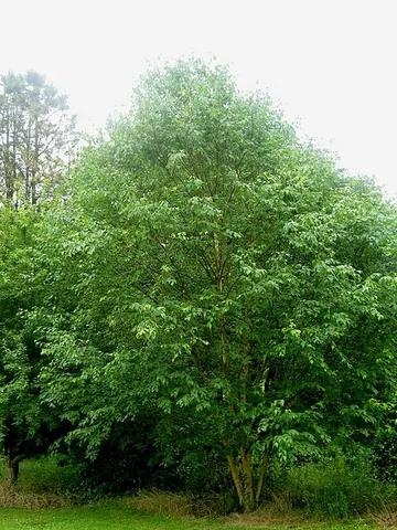 japanese cherry birch: a birch native to Japan, Betula grossa, with lenticels on its papery bark like those of cherry trees