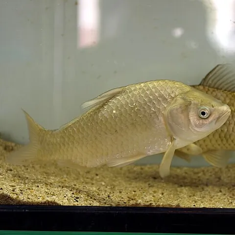 japanese crucian carp: a species of crucian carp, Carassius cuvieri, found in Japan and as an introduced species in Taiwan