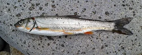 japanese dace: any fish of species Pseudaspius hakonensis (syn. Tribolodon hakonensis)