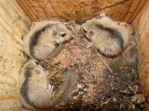 japanese dormouse: any dormouse of species Glirulus japonicus