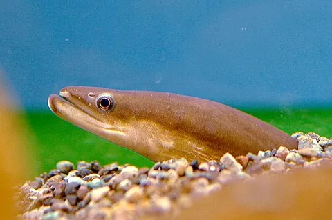 japanese eel: am eel of species Anguilla japonica, found in Japan, Korea, China, Taiwan, and Vietnam, as well as...