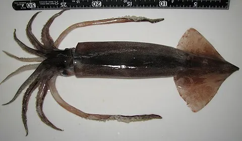 japanese flying squid: a species of squid, Todarodes pacificus, endemic to the north Pacific Ocean