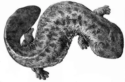 japanese giant salamander: a large salamander of species Andrias japonicus, native to Japan, growing up to a meter in length