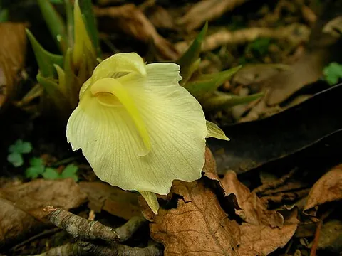 japanese ginger: zingiber mioga, native to east Asia