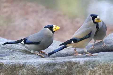 japanese grosbeak: a finch (Eophona personata), native to East Asia