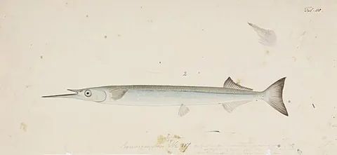 japanese halfbeak: hyporhamphus sajori