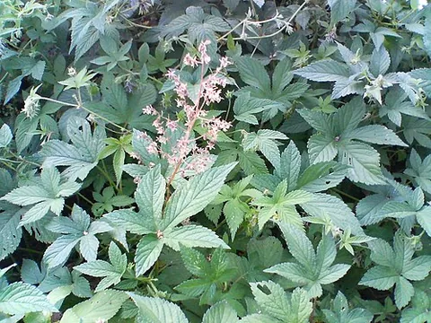japanese hop: a vine of species Humulus japonicus, native to East Asia, considered invasive in other areas where...