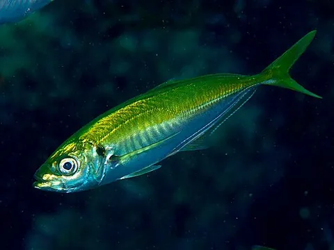 japanese jack mackerel: trachurus japonicus, of the fish family Carangidae