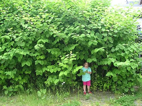 japanese knotweed: a large, herbaceous perennial plant, Fallopia japonica, native to Asia; it is a highly invasive...