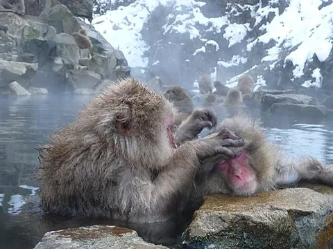 japanese macaque: a species of macaque, Macaca fuscata, native to Japan