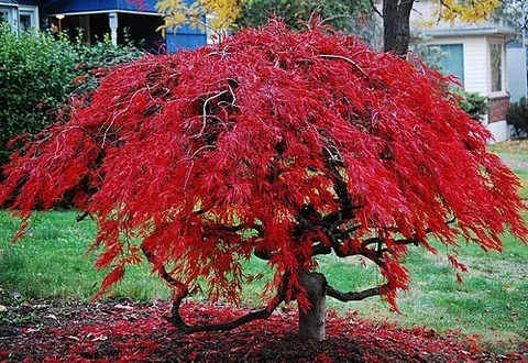 japanese maple tree: synonym of Japanese maple