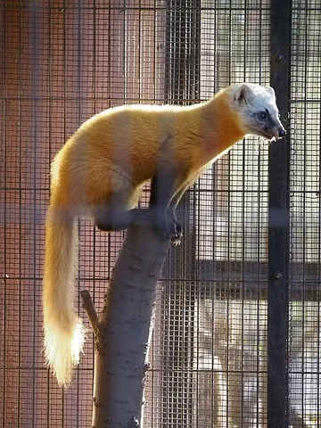 japanese marten: a marten of the species Martes melampus, found in Japan and Korea