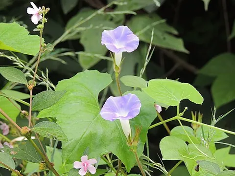 japanese morning glory: ipomoea nil