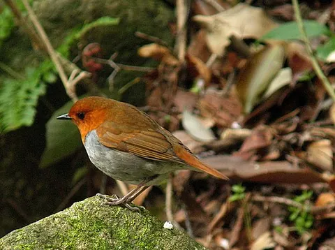 japanese robin: larvivora akahige, a small passerine bird native to Japan