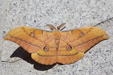 japanese silkmoth: antheraea yamamai, a species of saturniid moth
