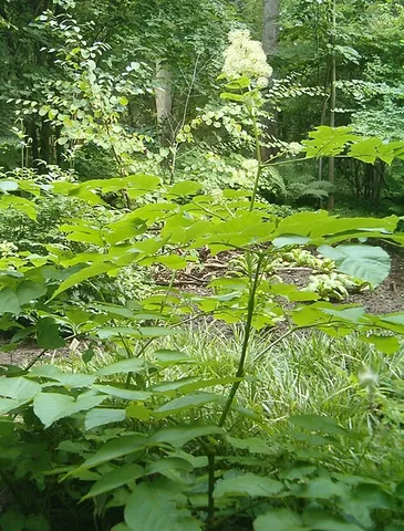 japanese spikenard: an upright herbaceous perennial plant, Aralia cordata, growing up to 2 to 3 metres in height and...