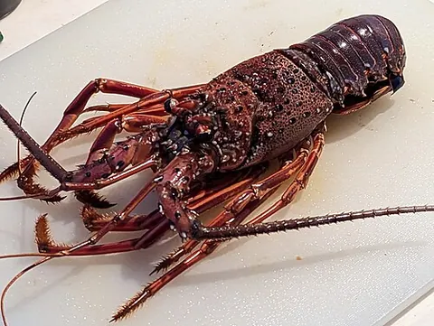 japanese spiny lobster: panulirus japonicus, a species of spiny lobster sometimes used in Japanese cuisine