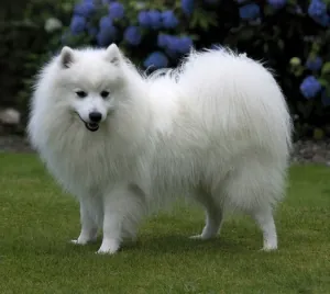 japanese spitz: a small breed of dog from Japan, having a somewhat square body, deep chest, and very thick, pure...