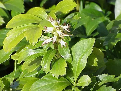 japanese spurge: a fast-spreading evergreen groundcover, of species Pachysandra terminalis, native to China, Japan,...