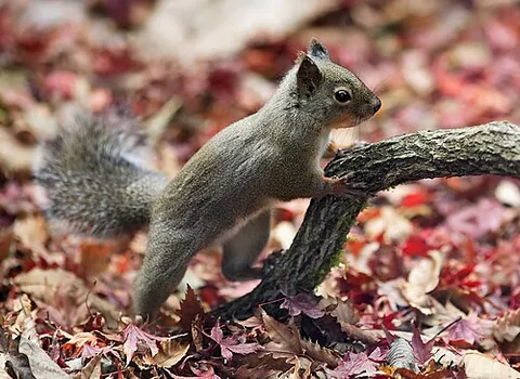 japanese squirrel: a tree squirrel native to Japan (Sciurus lis)