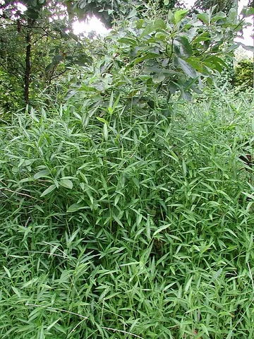 japanese stiltgrass: stiltgrass, an annual grass of species Microstegium vimineum, native to East Asia, often considered...