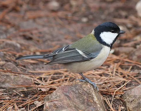 japanese tit: parus minor, a small bird of the tit family Paridae