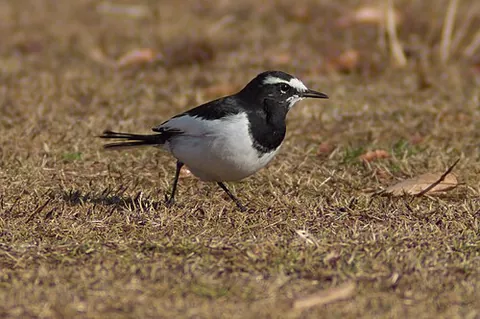 japanese wagtail: a wagtail of species Motacilla grandis, family Motacillidae, native to Japan and Korea
