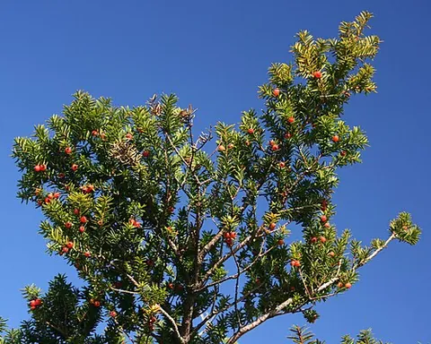 japanese yew: taxus cuspidata